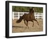 Chestnut Peruvian Paso Stallion Cantering in Field, Ojai, California, USA-Carol Walker-Framed Photographic Print