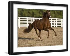 Chestnut Peruvian Paso Stallion Cantering in Field, Ojai, California, USA-Carol Walker-Framed Photographic Print