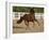 Chestnut Peruvian Paso Stallion Cantering in Field, Ojai, California, USA-Carol Walker-Framed Photographic Print