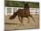 Chestnut Peruvian Paso Stallion Cantering in Field, Ojai, California, USA-Carol Walker-Mounted Photographic Print