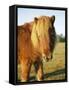 Chestnut Shetland Pony, Fritham, New Forest, England, UK-Pearl Bucknell-Framed Stretched Canvas