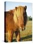 Chestnut Shetland Pony, Fritham, New Forest, England, UK-Pearl Bucknell-Stretched Canvas