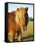 Chestnut Shetland Pony, Fritham, New Forest, England, UK-Pearl Bucknell-Framed Stretched Canvas