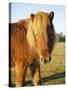 Chestnut Shetland Pony, Fritham, New Forest, England, UK-Pearl Bucknell-Stretched Canvas