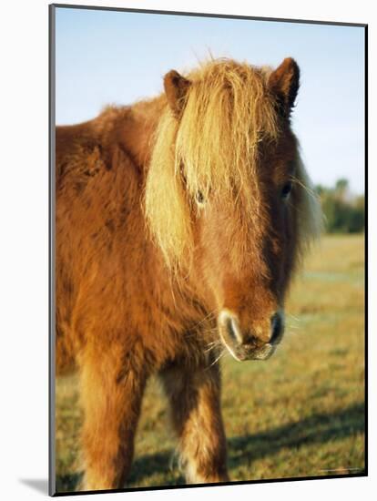 Chestnut Shetland Pony, Fritham, New Forest, England, UK-Pearl Bucknell-Mounted Photographic Print