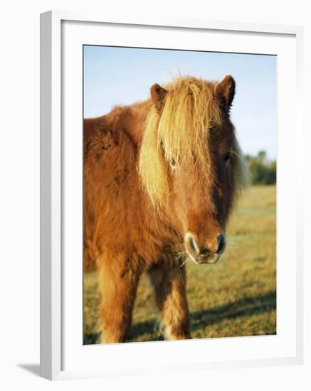 Chestnut Shetland Pony, Fritham, New Forest, England, UK-Pearl Bucknell-Framed Photographic Print