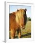 Chestnut Shetland Pony, Fritham, New Forest, England, UK-Pearl Bucknell-Framed Photographic Print