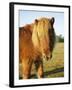 Chestnut Shetland Pony, Fritham, New Forest, England, UK-Pearl Bucknell-Framed Photographic Print