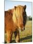 Chestnut Shetland Pony, Fritham, New Forest, England, UK-Pearl Bucknell-Mounted Photographic Print