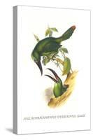 Chestnut Tipped Toucanet-John Gould-Stretched Canvas