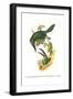 Chestnut Tipped Toucanet-John Gould-Framed Art Print