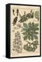 Chestnut Tree Botanical Study, 1897 (Lithograph)-Eugene Grasset-Framed Stretched Canvas