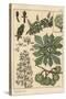 Chestnut Tree Botanical Study, 1897 (Lithograph)-Eugene Grasset-Stretched Canvas