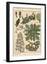 Chestnut Tree Botanical Study, 1897 (Lithograph)-Eugene Grasset-Framed Giclee Print