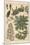 Chestnut Tree Botanical Study, 1897 (Lithograph)-Eugene Grasset-Mounted Giclee Print