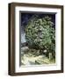 Chestnut Trees in Blossom-Vincent van Gogh-Framed Premium Giclee Print