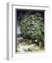 Chestnut Trees in Blossom-Vincent van Gogh-Framed Premium Giclee Print