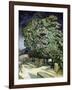 Chestnut Trees in Blossom-Vincent van Gogh-Framed Giclee Print