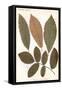 Chestnut, Walnut Leaves-null-Framed Stretched Canvas