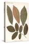 Chestnut, Walnut Leaves-null-Stretched Canvas