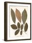 Chestnut, Walnut Leaves-null-Framed Art Print