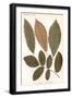 Chestnut, Walnut Leaves-null-Framed Art Print