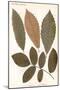 Chestnut, Walnut Leaves-null-Mounted Art Print