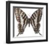 Chestnut Wings-Assaf Frank-Framed Giclee Print