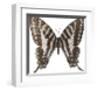 Chestnut Wings-Assaf Frank-Framed Giclee Print