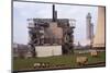 Cheviot-Black Sheep graze at Calder Hall Nuclear Power Station, Cumberland, 20th century-CM Dixon-Mounted Photographic Print