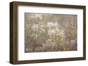 chevrefeuille-Viviane Fedieu Danielle-Framed Photographic Print