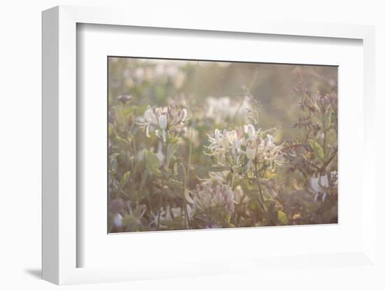 chevrefeuille-Viviane Fedieu Danielle-Framed Photographic Print