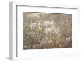 chevrefeuille-Viviane Fedieu Danielle-Framed Photographic Print