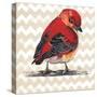 Chevron Baby Red Bird I-Patricia Pinto-Stretched Canvas