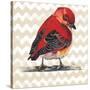 Chevron Baby Red Bird I-Patricia Pinto-Stretched Canvas