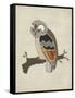 Chevron Owl II-Erica J. Vess-Framed Stretched Canvas