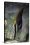 Chevroned Butterfly Fish-Hal Beral-Stretched Canvas
