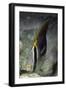 Chevroned Butterfly Fish-Hal Beral-Framed Photographic Print