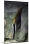 Chevroned Butterfly Fish-Hal Beral-Mounted Photographic Print