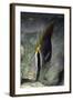 Chevroned Butterfly Fish-Hal Beral-Framed Photographic Print