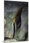 Chevroned Butterfly Fish-Hal Beral-Mounted Photographic Print