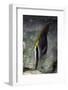 Chevroned Butterfly Fish-Hal Beral-Framed Photographic Print