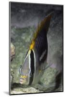 Chevroned Butterfly Fish-Hal Beral-Mounted Photographic Print