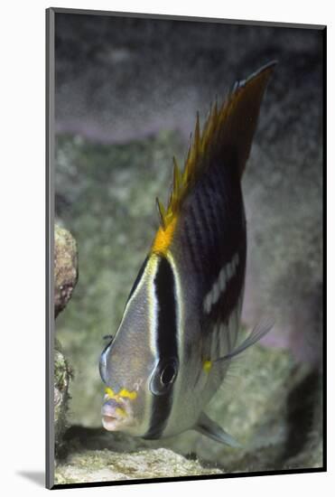 Chevroned Butterfly Fish-Hal Beral-Mounted Photographic Print