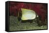 Chevroned Butterflyfish-Hal Beral-Framed Stretched Canvas