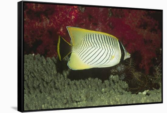 Chevroned Butterflyfish-Hal Beral-Framed Stretched Canvas