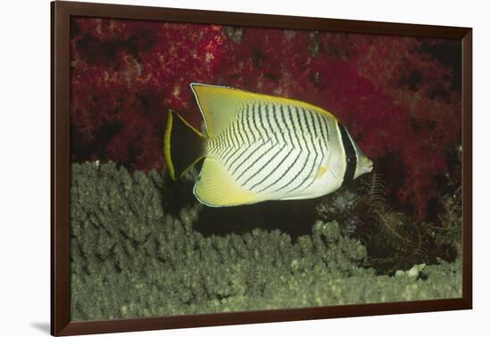 Chevroned Butterflyfish-Hal Beral-Framed Photographic Print