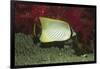 Chevroned Butterflyfish-Hal Beral-Framed Photographic Print