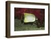 Chevroned Butterflyfish-Hal Beral-Framed Photographic Print