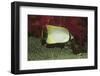 Chevroned Butterflyfish-Hal Beral-Framed Photographic Print